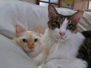 Cat village 〜猫の村〜の写真2