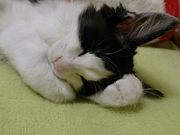 Cat village 〜猫の村〜の写真4