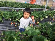 吉村農園の写真2