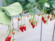 はるおかいちご園の写真2