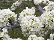 カネカ果樹園の写真3
