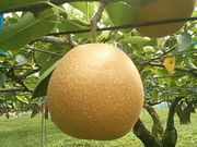 カネカ果樹園の写真4