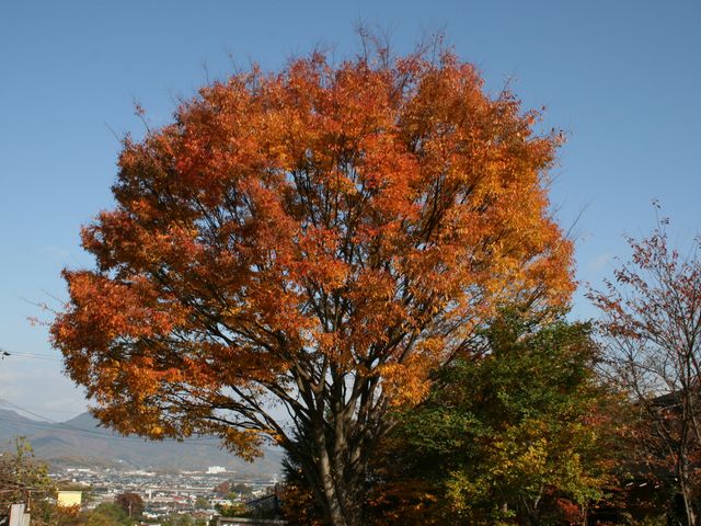 秋にはケヤキの紅葉もきれいです_夢庭窯 夢の庭画廊