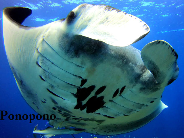 Ponoponoポノポノ