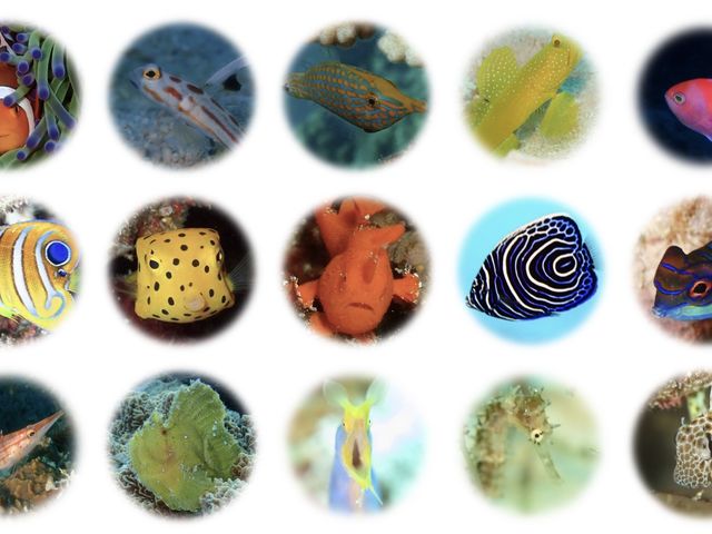 Ponoponoポノポノ