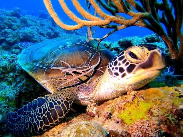 Ponoponoポノポノ