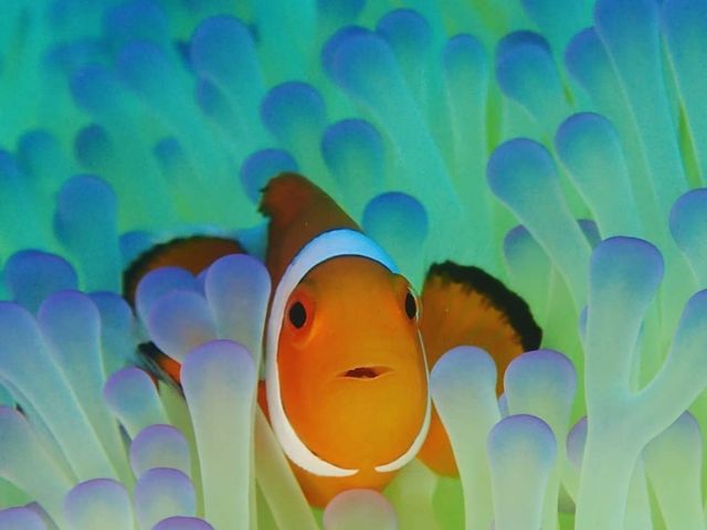 Ponoponoポノポノ