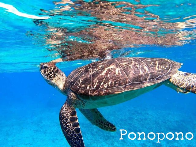 Ponoponoポノポノ