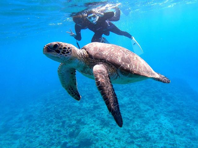 Ponoponoポノポノ