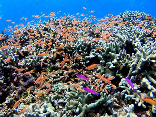 Ponoponoポノポノ