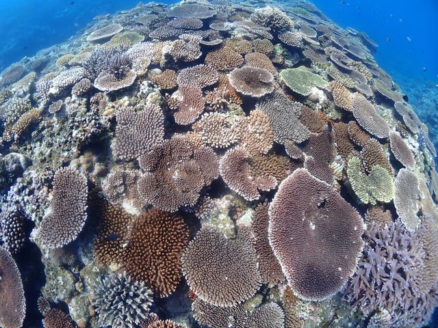 Ponoponoポノポノ