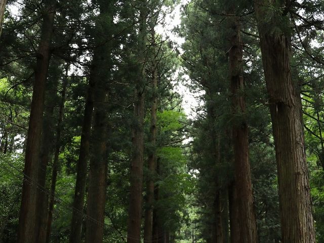 湯野神社