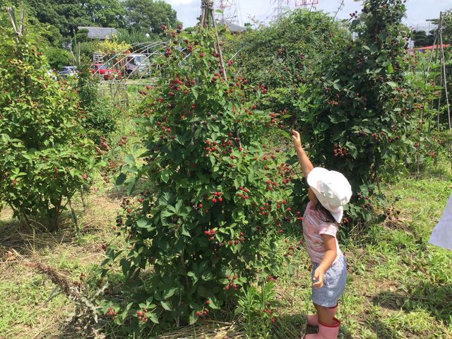 小さなお子さんも安心して体験できます。_一般社団法人ファーム&ガーデン白岡
