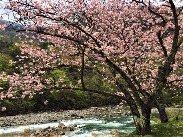 男鹿川沿いに咲く満開の桜_川治温泉まち歩きツアー