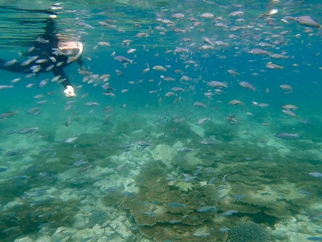 魚がいっぱいのボートシュノーケリング_EBダイバーズ