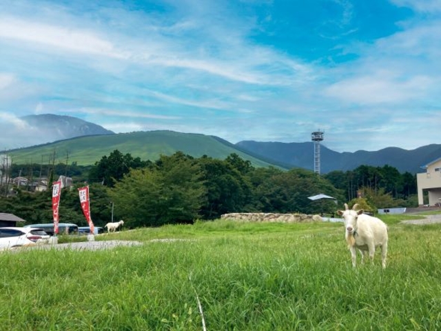 敷地内の看板やぎ、キャップと申します_森藩別邸
