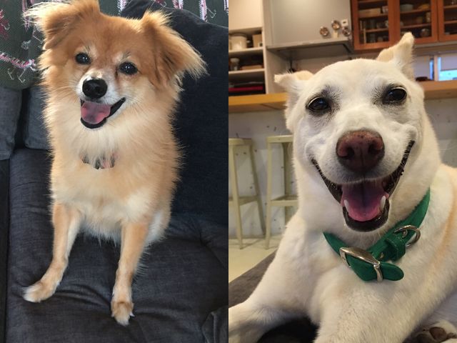 看板犬_工房TAMA