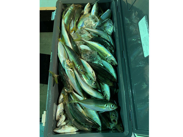 食べても美味しい鯵がたくさん釣れますよ♪♪_琉聖丸