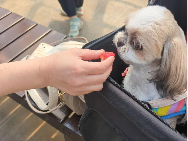 さくちゃんのいちご園