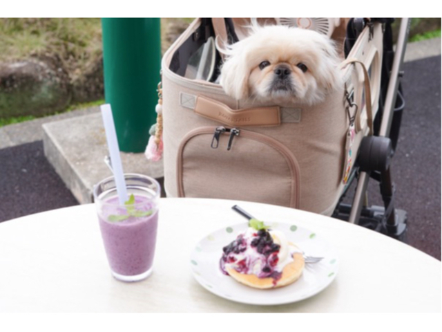 ワンちゃんとも楽しめる!カフェはテラス席と冷暖房完備のテントをご用意!暑い夏でも安心して楽しめます!_西尾ゴルフ ブルーベリーファーム