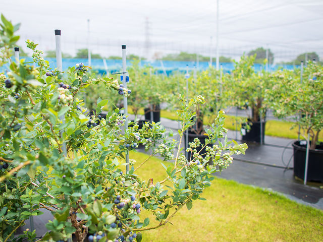 農園内です!
歩行路は天然芝で整備されております!自然を存分にお楽しみください!_西尾ゴルフ ブルーベリーファーム