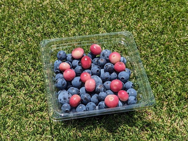 グラム売りも行っております!
お好きな品種を詰めてお家へお土産としていかがですか?_西尾ゴルフ ブルーベリーファーム