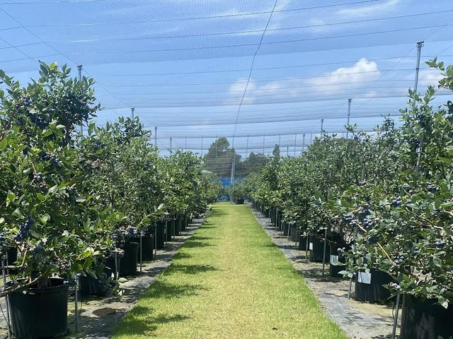 広々天然芝の通路は緑いっぱいでリフレッシュ!小さいおこさまでも届くように丁寧に剪定しています!_西尾ゴルフ ブルーベリーファーム