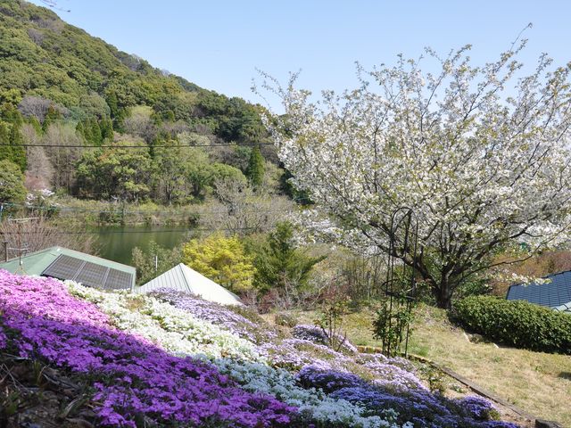 4,5月は芝桜を楽しめます。_尾崎焼 日の隈窯