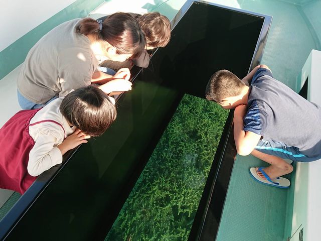 ご家族そろって楽しめるグラスボート_さんご礁の海から