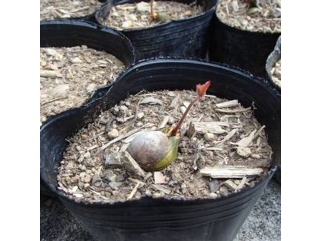 ドングリの植樹_シマントモリモリ団