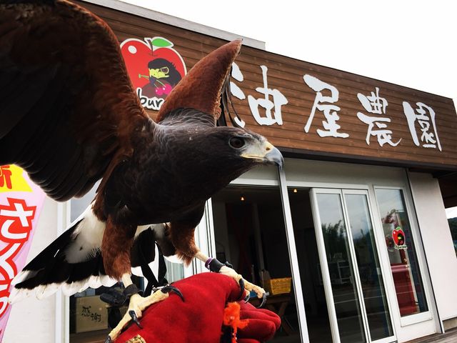 ハリスホークのジャックがお出迎え_油屋農園