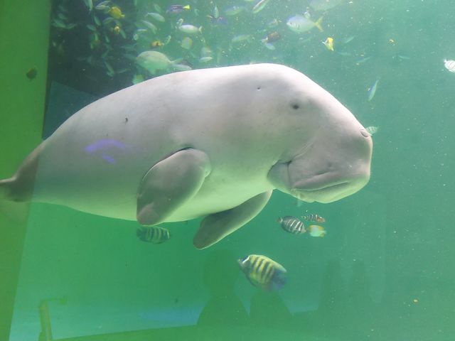 鳥羽水族館_野呂タクシー