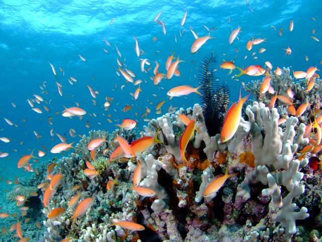 船浮湾ハナダイパラダイス_ダイブラティーク