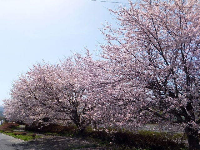 大山田せせらぎ運動公園の桜