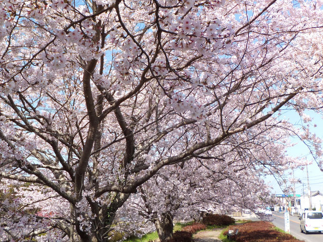 大山田せせらぎ運動公園の桜