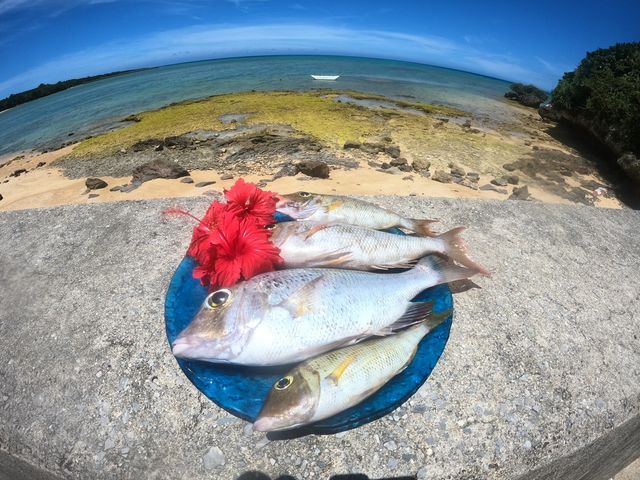 沖縄は釣り天国!初心者の方でも楽しく、沖縄ならではの魚を釣ることが出来ます。エサ釣りで亜熱帯の魚をGET!_沖縄マリンライフ