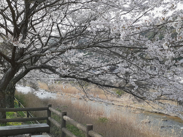 伊賀大山田の桜街道