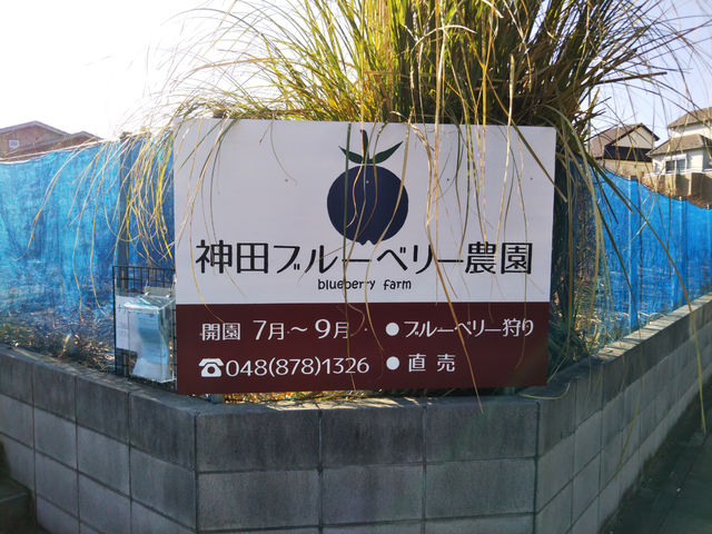 神田ブルーベリー農園