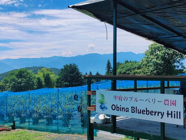 1000本、約50種類ほどのブルーベリーを栽培しています_Obina Blueberry Hill