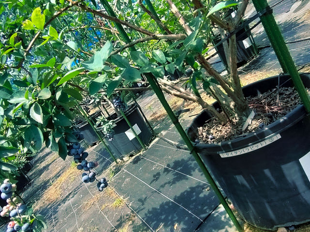 品種名が鉢に貼ってあるので、それを見ながらの食べ比べもおすすめです_Obina Blueberry Hill