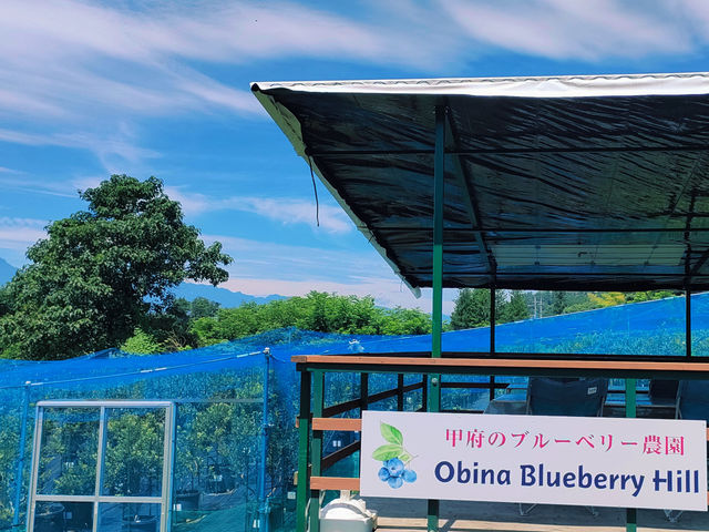 Obina Blueberry Hill