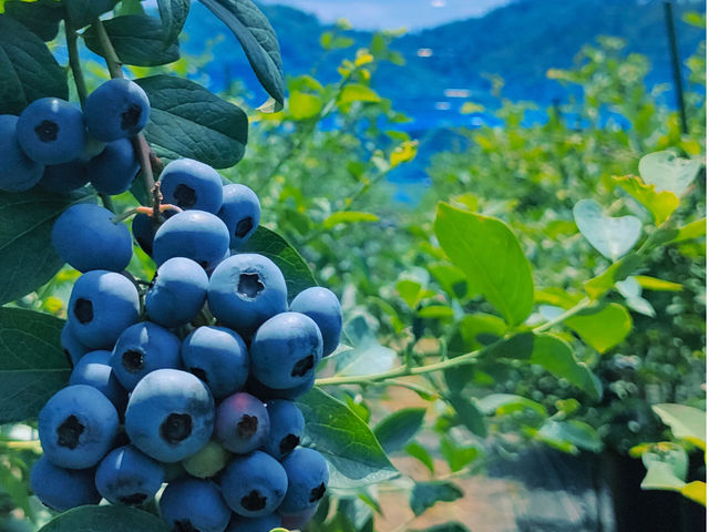 Obina Blueberry Hill