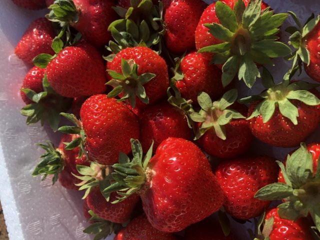 Farm 丸チャン