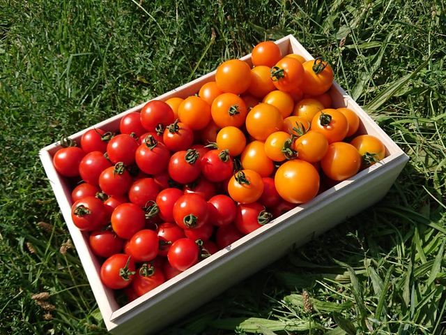 Farm 丸チャン