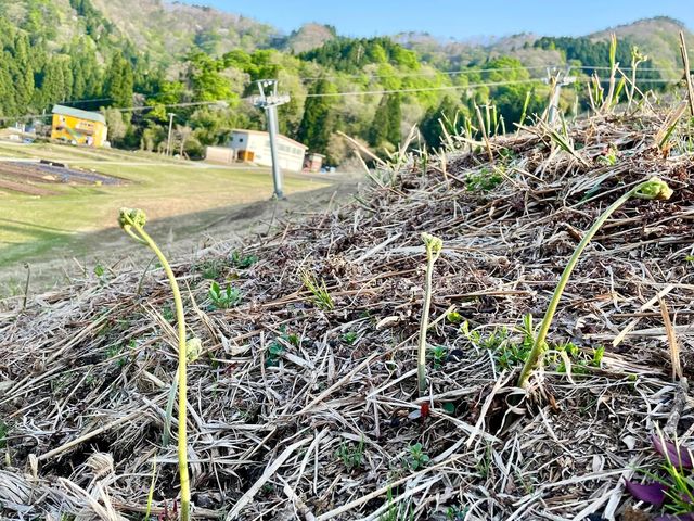 太いワラビが出てますよ!_奥神鍋観光