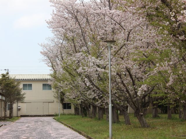 成田窯