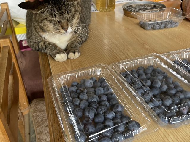 まねき猫のちょびです_ブルーベリーファームおおた