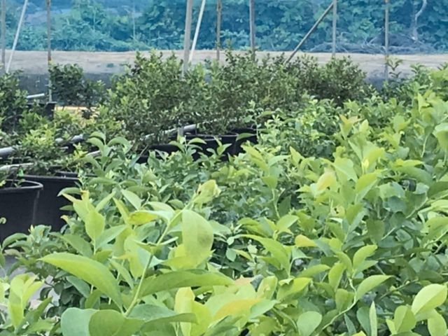 ブルーベリー狩り観光農園大光シックスファーム
