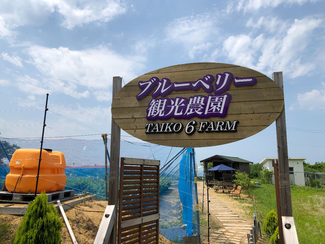 ようこそ ブルーベリー観光農園へ!!
_ブルーベリー狩り観光農園大光シックスファーム