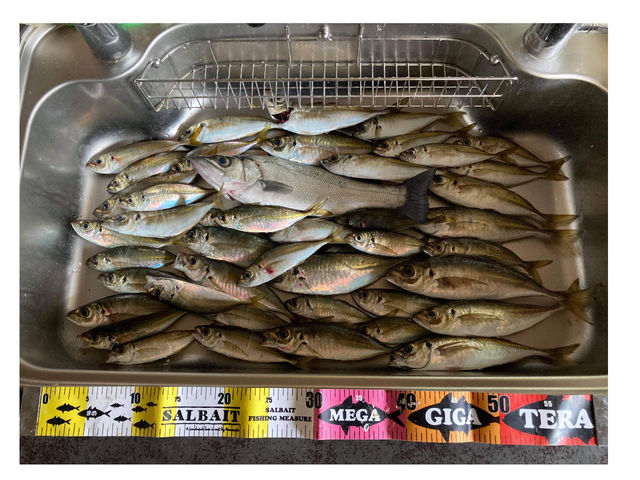 壱岐のアジング春のアジ神セミナーでの釣果_Iki Fishing Guide